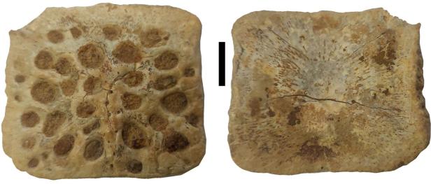 Als es in Österreich Alligatoren gab: Ein Fossil erzählt Geschichte