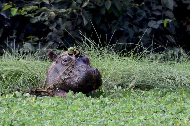 Nilpferd in sumpfiger Graslandschaft