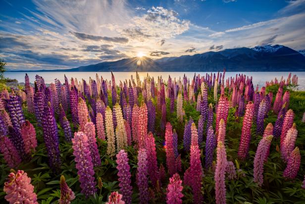 Ein Feld mit bunten Lupinen vor einem See und Bergen im Abendlicht.