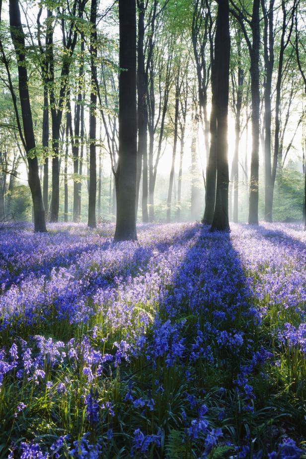 Ein Wald mit blau blühenden Hasenglöckchen im Unterholz, durch das Sonnenlicht scheint.
