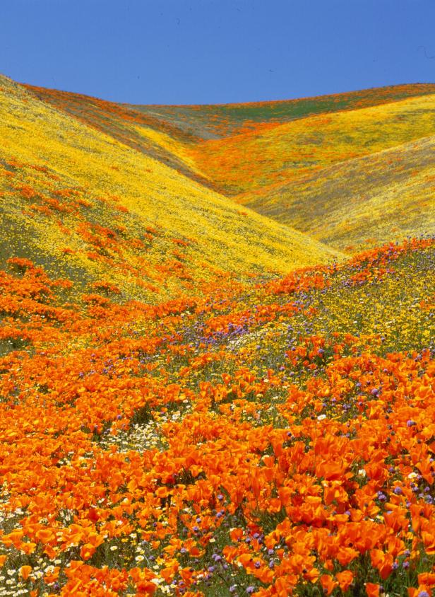 Ein Hügel ist mit orangefarbenen und gelben Blumen bedeckt.