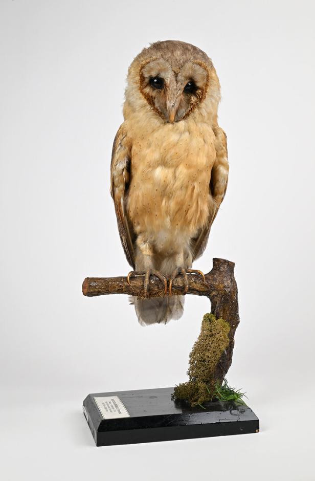 Wenn Tiere zwei Mal sterben: Museumsobjekte in Gefahr