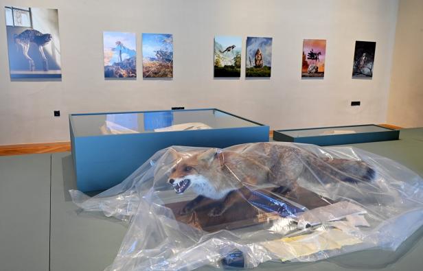 Wenn Tiere zwei Mal sterben: Museumsobjekte in Gefahr