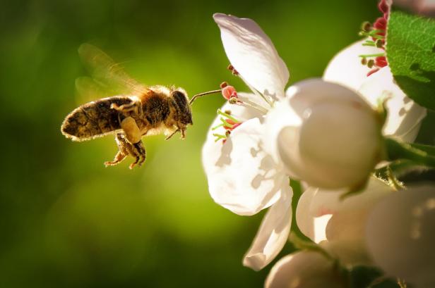 Eine Honigbiene fliegt auf eine weiße Blüte zu.