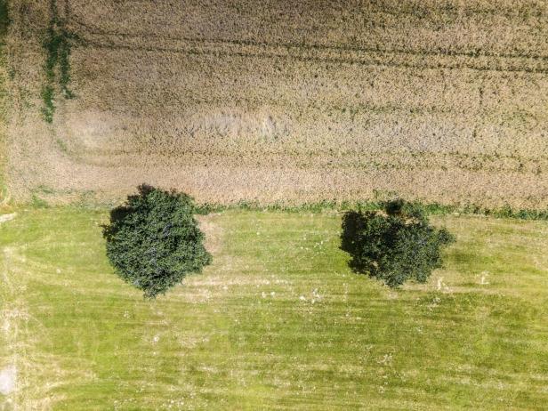 Luftaufnahme von zwei Bäumen auf einer Wiese neben einem Getreidefeld.