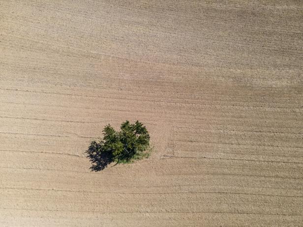 Ein einzelner Baum steht auf einem abgeernteten Feld.