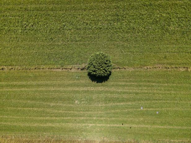 Ein einzelner Baum steht auf einem grünen Feld.