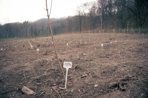 Warum die Vienna mehr als einen Baum aufstellt und die Gegner pflanzen möchte