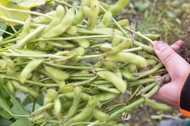 Sojabohnen-Ernte im Marchfeld Ackerbau in der Krise: Niedrige Preise, hohe Zölle und Sorgenkinder
