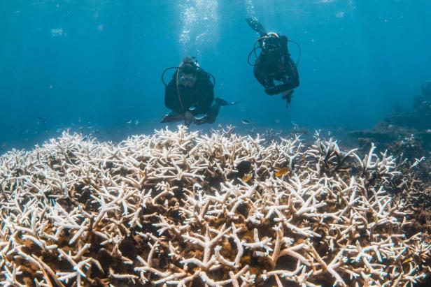 TOPSHOT-AUSTRALIA-ENVIRONMENT-CLIMATE-REEF