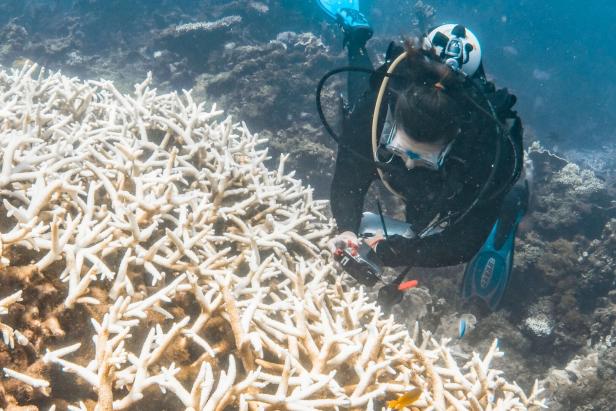AUSTRALIA-ENVIRONMENT-CLIMATE-REEF "Schockierende" Korallenbleiche: Weltnaturerbe verliert Farbe