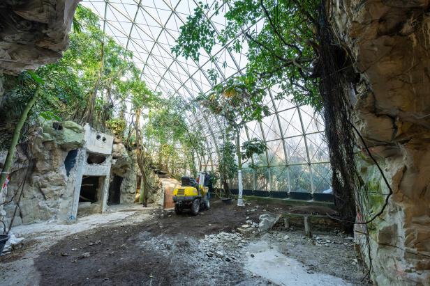 ++ HANDOUT ++ WIENER TIERGARTEN SCHÖNBRUNN BEKOMMT ERSTMALS SCHUPPENTIERE Erstmals Chinesische Schuppentiere im Tiergarten Schönbrunn