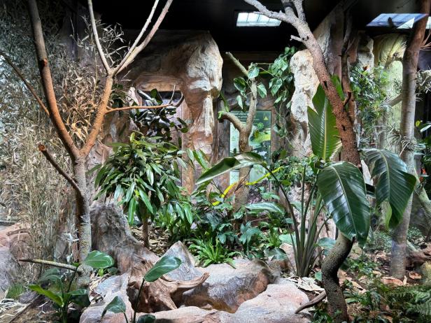 Mamba, Klapperschlange, Viper: Eine neue Wohnung für Giftschlangen