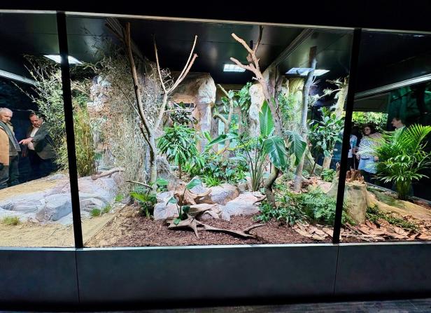 Mamba, Klapperschlange, Viper: Eine neue Wohnung für Giftschlangen