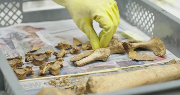 Simmeringer Sensationsfund: Massengrab legt Ursprung Wiens offen