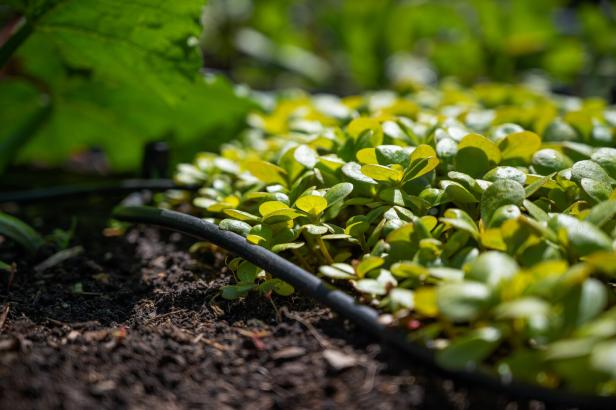 Junge, grüne Pflanzen wachsen im Garten neben einem Bewässerungsschlauch.