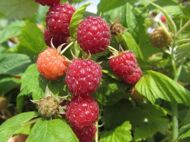 Nahaufnahme von reifen und unreifen Himbeeren an einem Strauch.