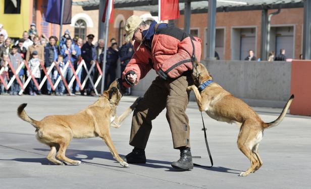 Hunde-Beißtraining: Trotz Protests wird an Verbot nicht gerüttelt