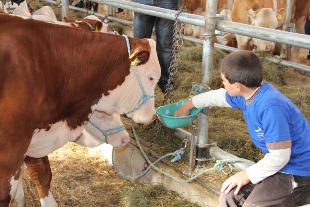 Keine Tiermärkte und Rinderschauen aus Angst vor Maul- und Klauenseuche
