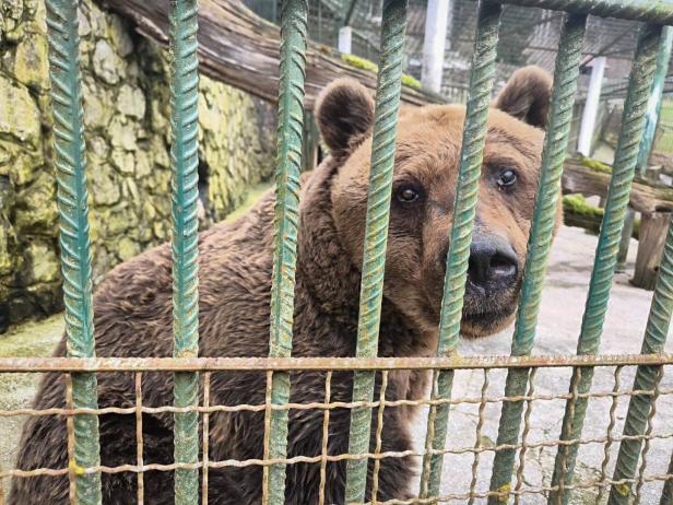 ++ HANDOUT ++ NIEDERÖSTERREICH: BÄRENWALD ARBESBACH BEKOMMT MIT "FELIX" NEUEN BEWOHNER