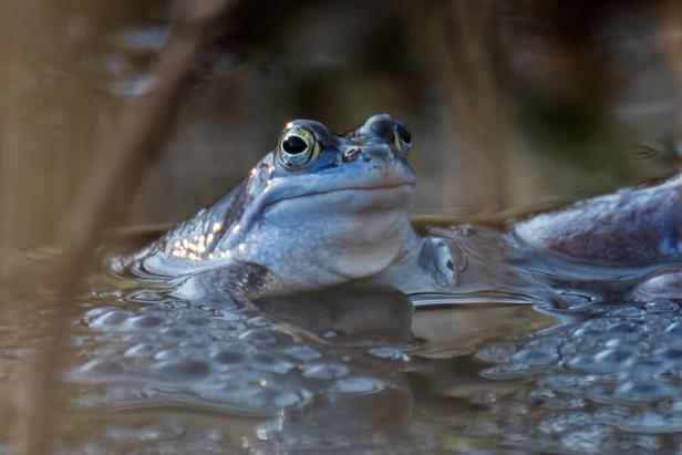 Ein blaues Moorfrosch-Männchen sitzt im Wasser.