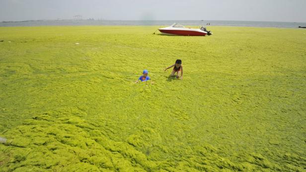 Zwei Kinder spielen in einem Meer aus grünen Algen am Strand. Im Hintergrund ist ein Boot zu sehen.