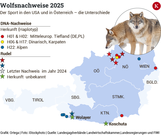 Wölfe am Vormarsch: 2 neue Rudel tappten in Kärnten in Fotofalle