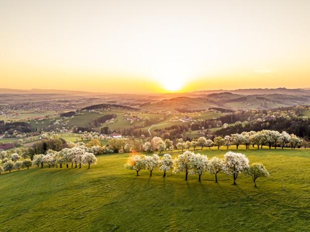Die Sonne geht über einer hügeligen Landschaft mit blühenden Bäumen unter.