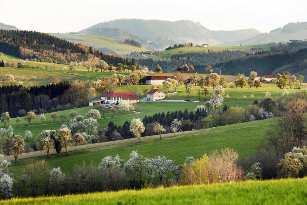 Hügelige Landschaft mit grünen Wiesen, Obstbäumen und Bauernhöfen.