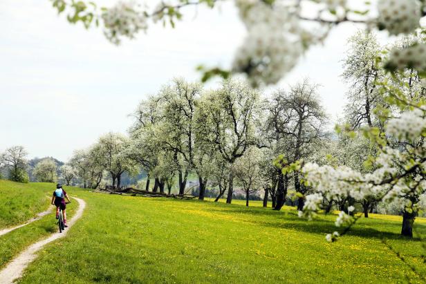 Eine Frau fährt mit dem Fahrrad auf einem Feldweg durch eine blühende Landschaft.