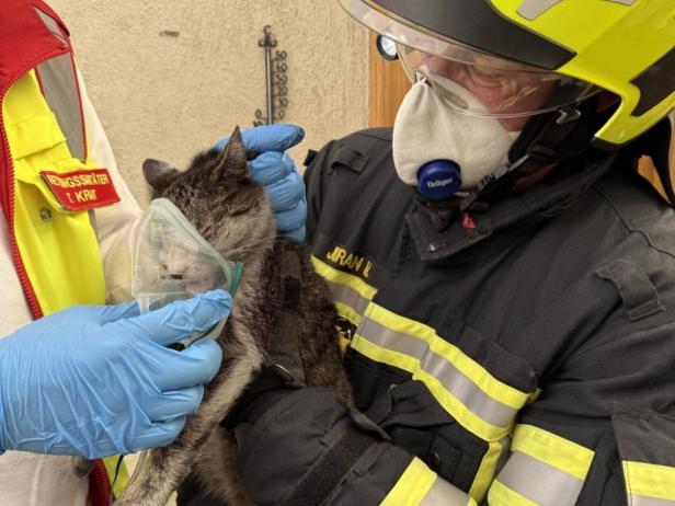 NÖ: Bewohnerin und zwei Katzen bei Wohnungsbrand gerettet