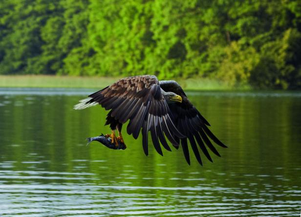 Ein Seeadler auf der Jagd, er hat einen Fisch in seinen Klauen, während er übers Wasser fliegt.