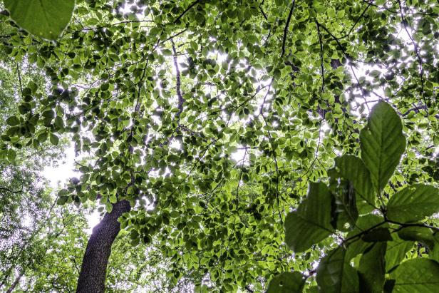 Blick auf das Blätterdach eines Baumes im Wald, das Sonnenlicht durch die grünen Blätter filtert.