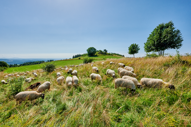 Eine Herde von Schafen grast friedlich auf einer grünen Wiese unter klarem Himmel.
