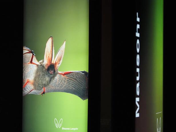 Wo sich nicht nur Fuchs und Hase Gute Nacht sagen