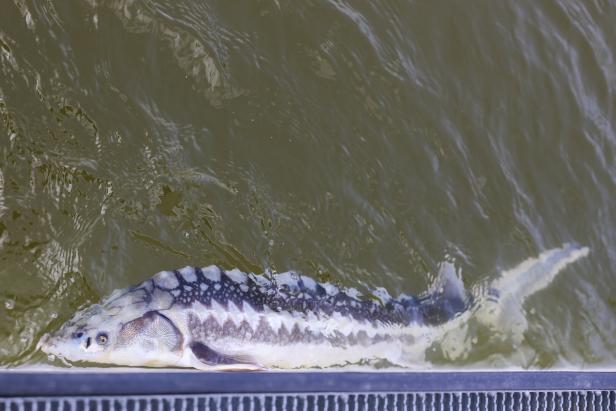 ++ HANDOUT ++ ERÖFFNUNG "LIFE-BOAT4STURGEON - MS NEGRELLI ALS SCHWIMMENDE AUFZUCHTSTATION FÜR DONAUSTÖRE" Fische statt Steine: Aufzuchtstation für Störe auf Donau-Schiff eröffnet