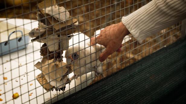 Obdachlosigkeit droht: 200 Papageien suchen neues Zuhause in Wien