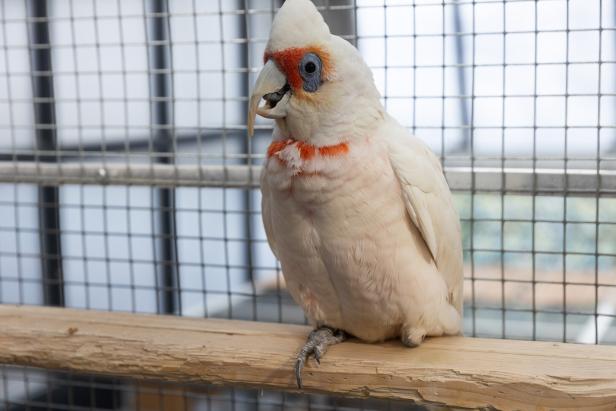 Papageien Tierheim Obdachlosigkeit droht: 200 Papageien suchen neues Zuhause in Wien