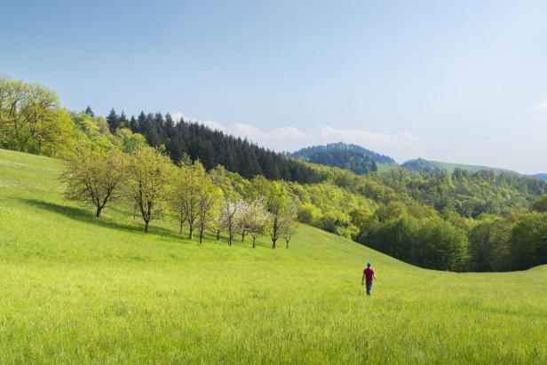 Eine grüne, hügelige Wiese, auf der eine Person spaziert.