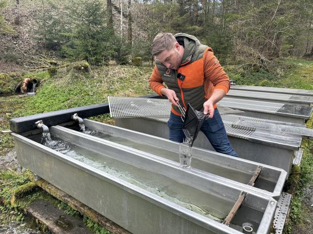 Fischzüchter: "Kaum wird der Fisch teurer, geht der Absatz in die Höhe"