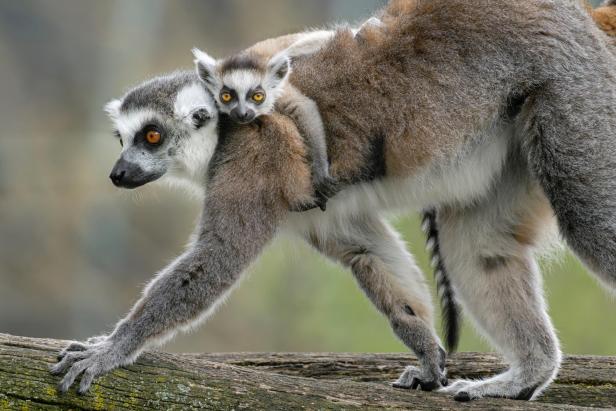 ++ HANDOUT ++ WIEN: NACHWUCHS BEI DEN KATTAS IM WIENER ZOO SCHÖNBRUNN Nachwuchs: Katta-Baby im Tiergarten Schönbrunn