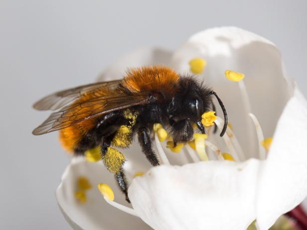 Die Fuchsrote Lockensandbiene Diese Wildbienen fliegen in Österreichs Gärten und Parks