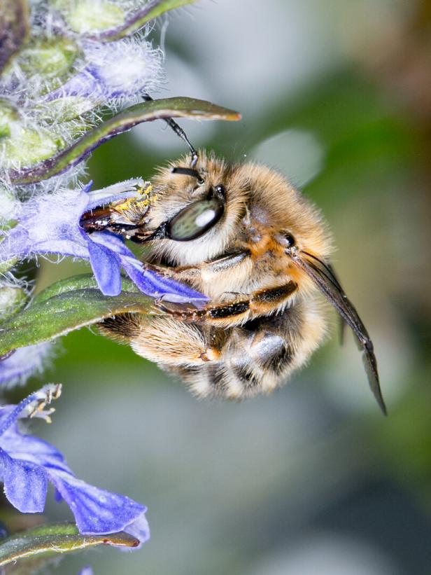 Haarschopf-Pelzbiene Diese Wildbienen fliegen in Österreichs Gärten und Parks