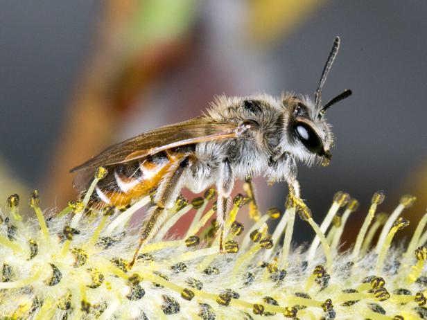 Rotbauch-Sandbiene Diese Wildbienen fliegen in Österreichs Gärten und Parks