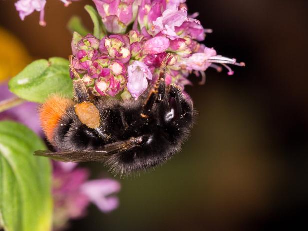 Steinhummel Diese Wildbienen fliegen in Österreichs Gärten und Parks