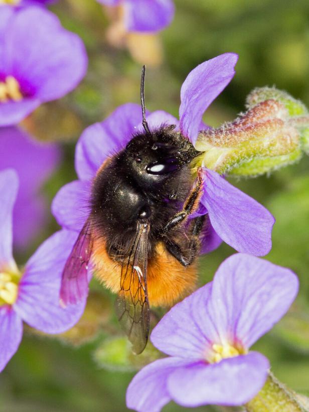 Gehörnte Mauerbiene Diese Wildbienen fliegen in Österreichs Gärten und Parks