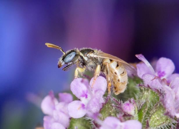 Dünen-Steppenbiene Diese Wildbienen fliegen in Österreichs Gärten und Parks