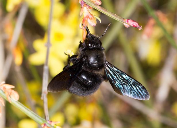Blauschwarze Holzbiene Diese Wildbienen fliegen in Österreichs Gärten und Parks