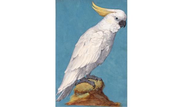 Prunkzoo: Von Fischen, Vögeln & Reptilien