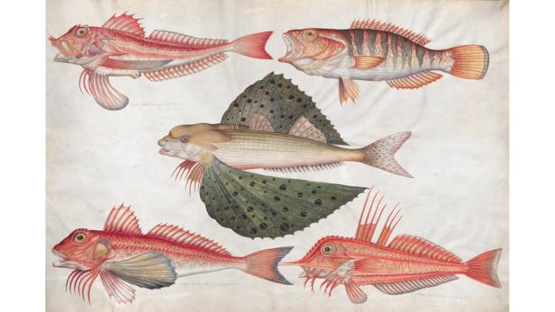 Prunkzoo: Von Fischen, Vögeln & Reptilien